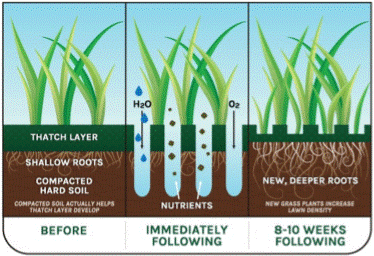 The Benefits of Aerating & Overseeding